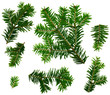 Tannenzweige von oben auf weißem Hintergrund (abies alba)