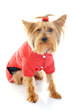 Christmas yorkie Christmas yorkie