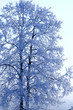 Photo: Tree frozen pine Tree frozen pine