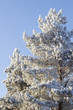 Photo: Tree frozen pine coniferous Tree frozen pine coniferous