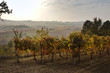 Photo: vines at sunset light vines at sunset light