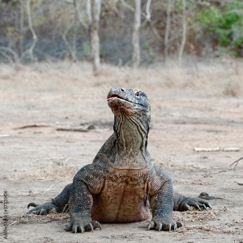 Photo: Varanus komodoensis Varanus komodoensis
