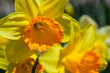 flower[narcissus_tazetta]_10