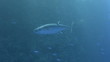 Video: Large adult dog-tooth tuna. Large adult dog-tooth tuna.