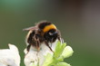 Bumble-bee sitting on green leaf