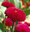 Bellis