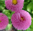 Bellis