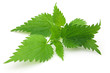 Foto: Leaves of nettle Leaves of nettle