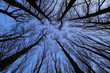 Kahle Bäume Winter