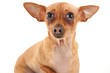 mignon chiot chihuahua