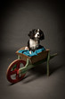Cavalier King Charles
