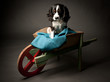 Cavalier King Charles