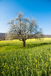 Blossoming tree in spring