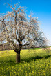 Blossoming tree in spring