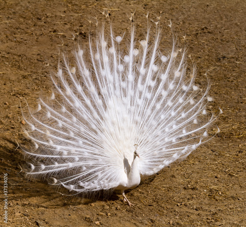 Foto: Peacock Peacock