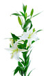 Beautiful white lily flowers