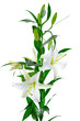 Beautiful white lily flowers