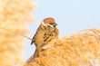 Tree sparrow on the reed flower (Passer montanus)