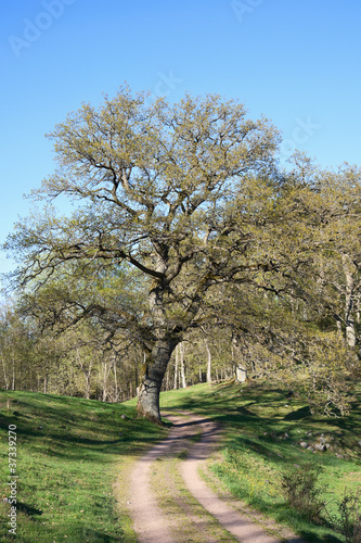 Photo: Country road Country road