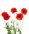 red poppies