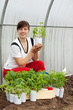 woman with tomato seedlings woman with tomato seedlings