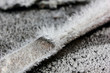 Hoarfrost crystals.