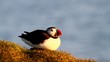Video: puffin puffin