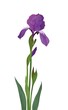 Flower iris