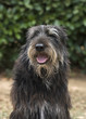 Italy, Berger picard dog