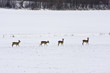 Rehwild (Capreolus capreolus) auf verschneiter Wiese