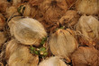 noix de coco