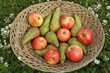 Photo: Mixed fruit on basket outdoors Mixed fruit on basket outdoors