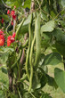Photo: Runner bean plants growing outdoors Runner bean plants growing outdoors