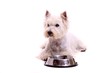 liegender Hund Westie mit Napf