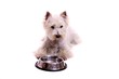 Hund Westie schaut in leeren Napf rein
