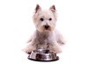 liegender Hund Westie mit Futternapf