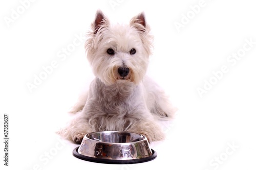 Photo: liegender Hund Westie mit Futternapf liegender Hund Westie mit Futternapf