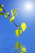 The branch of a birch with green leaves has hung over water