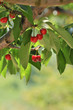 cerise sur la branche