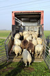 transporting sheep