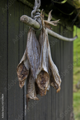 Photo: Stockfish hanging outside house Stockfish hanging outside house