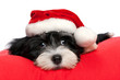 Cute Christmas havanese puppy dog