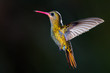 Gilded Hummingbird, (Hylocharis chrysura).