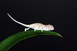 Baby Carpet chameleon