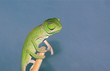 Baby Veiled chameleon