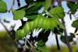 African Moon moth caterpillar