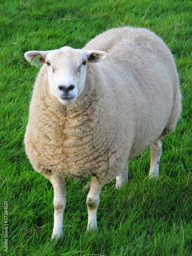 Photo: Sheep on fresh grass. Sheep on fresh grass.