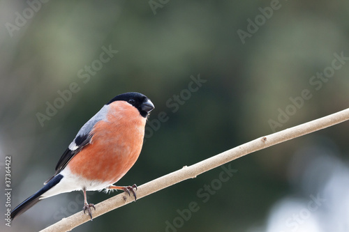 Photo: Gimpel (Pyrrhula pyrrhula) auf einem Ast Gimpel (Pyrrhula pyrrhula) auf einem Ast