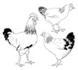 Photo en ligne au meilleur prix Drawn hens and rooster, isolated on white background