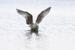Junge Silbermöwe (Larus Argentatus)
